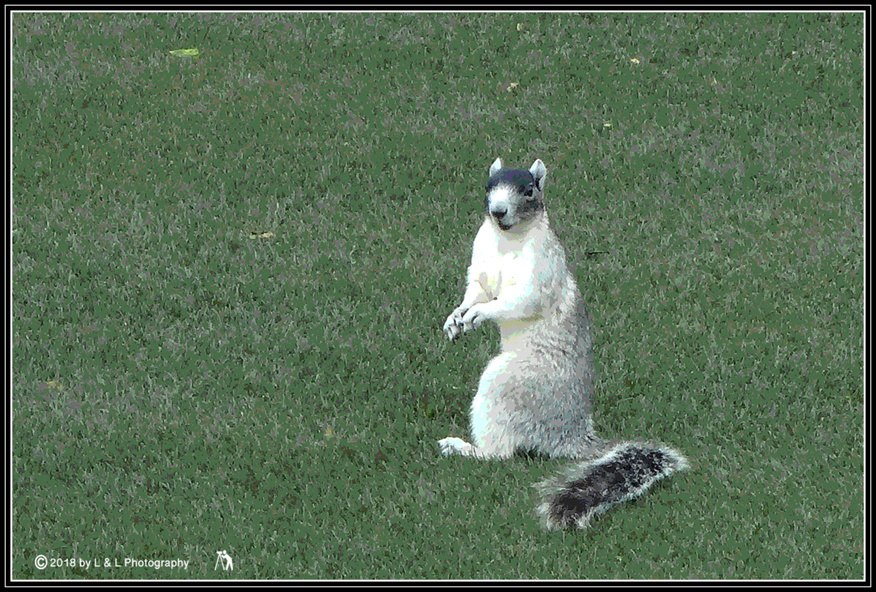 Ocala, Central Florida & Beyond Fox Squirrel Looking at You!