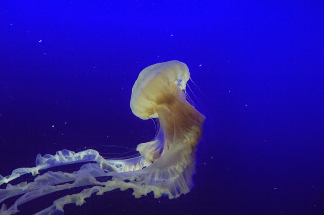 IMG_0071 Jalan-Jalan Terus: Lion City, Singapore