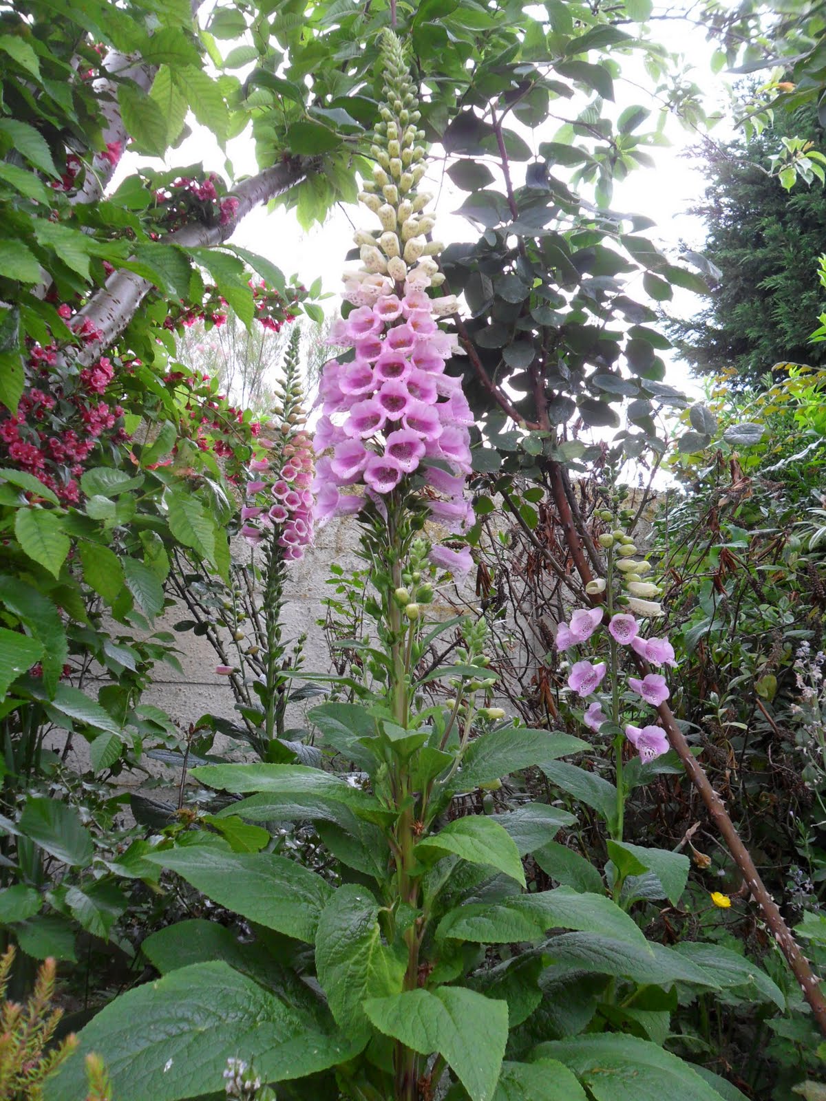 Experiments with Plants Foxgloves (15 MAY 2011)