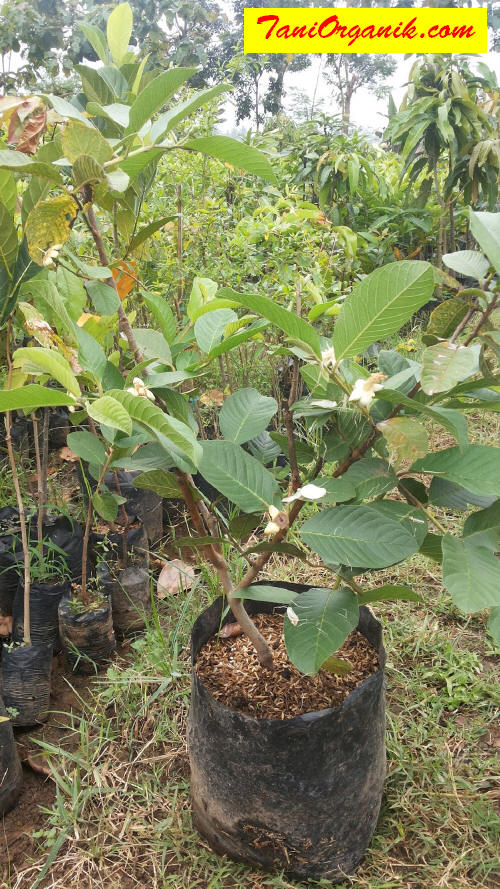 Jambu kristal belajar berbuah. 1x aplikasi ZPT HORMONA