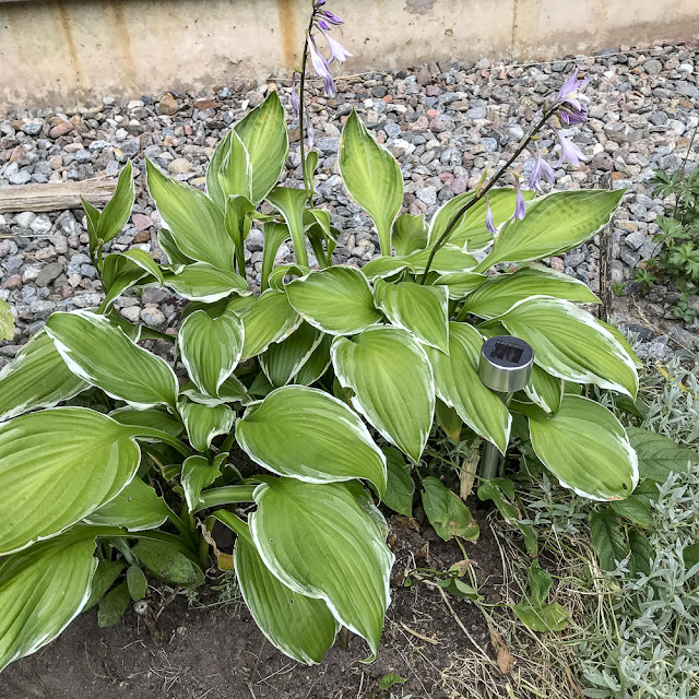 hosta hosta