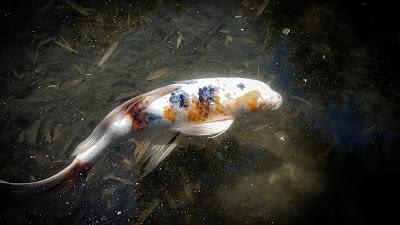 Lone Koi fish