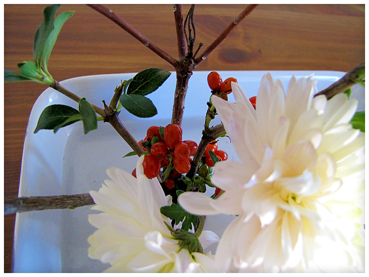 Camellia Rose May flowers