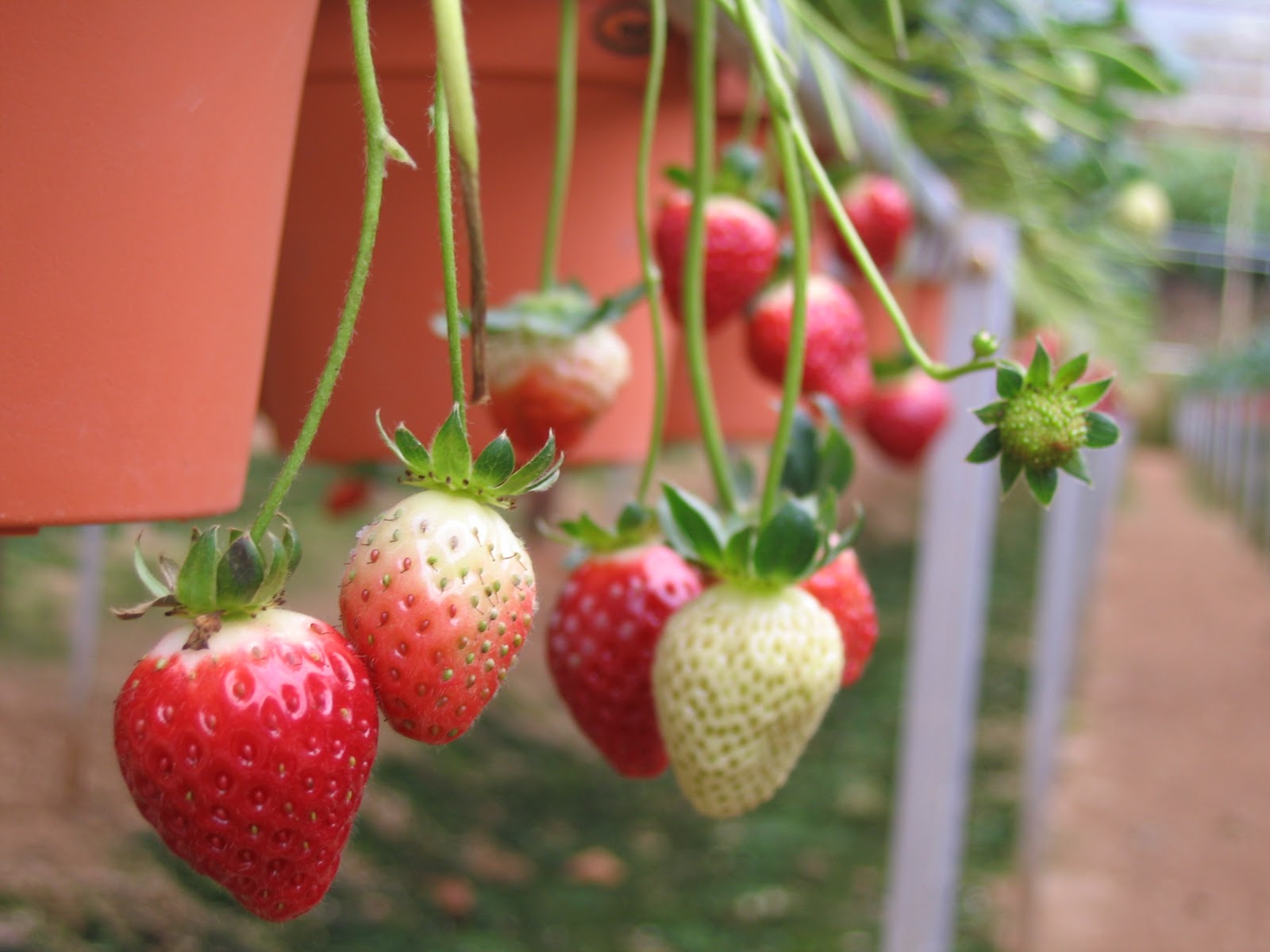 Fun N Delicious Fun Cameron Highlands