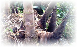  Struktur Teks Laporan hasil pengamatan terdiri dari dua bentuk Teks Laporan Hasil Pengamatan Tumbuhan Bambu