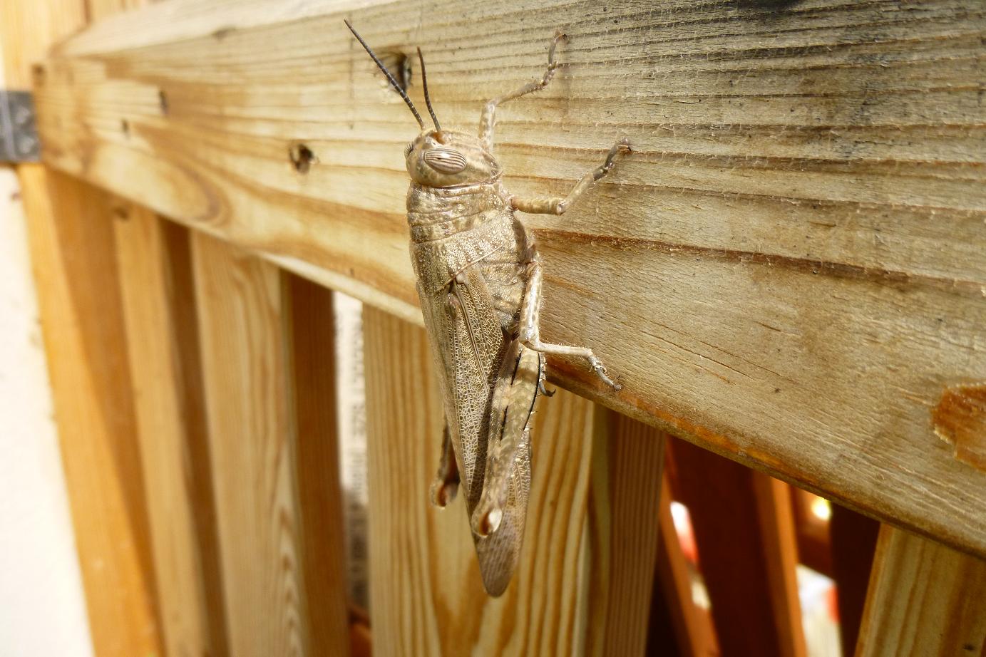 Websigrid Migranten Im Garten Heuschrecken