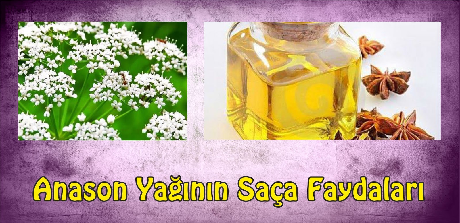 Anason Neye İyi Gelir Anason Neye İyi Gelir