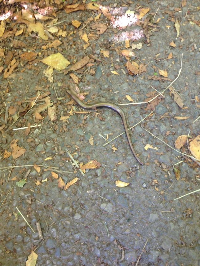 picture of a slow worm on path with leaves