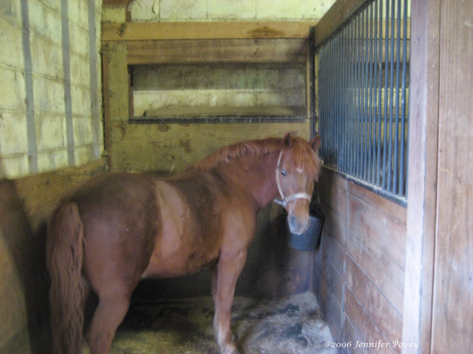 Do Horses Neigh When They Run? What are a horse's ergots?