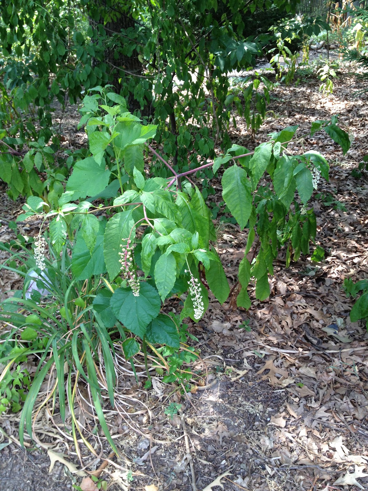 Kristie's How To How To Recognize Poison Sumac