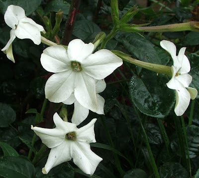 Nicotiana alata