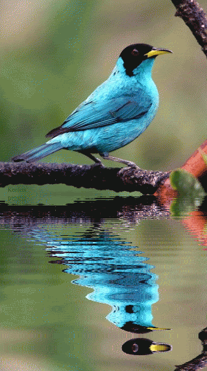 teka_bird%2B13.gif