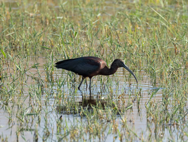 Glossy Ibis - Akrotiri Marsh, Cyprus Glossy Ibis - Akrotiri Marsh, Cyprus