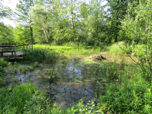 Matthaei Botanical Garden constructed wetland