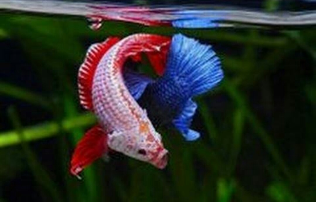 рыбка петушок бетта. сиамский петушок аквариумная рыбка. корм для рыбы петуха. рыбки для аквариума петушки. рыбки петушки водянка.