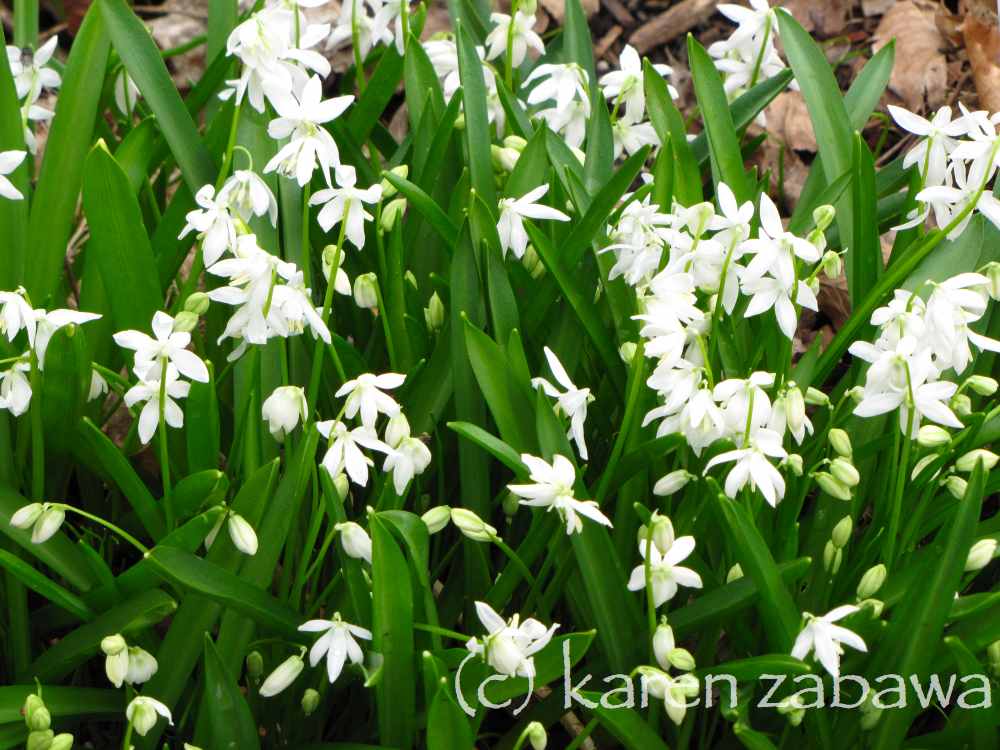 Brueckner Rhododendron Gardens What's Blooming at BRG Port Credit