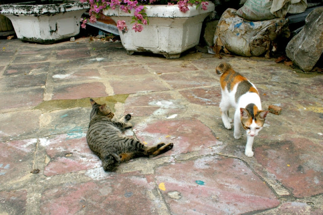 Cats are everywhere in Bangkok and seem to be friendly  and better respected then the wild dog population. 