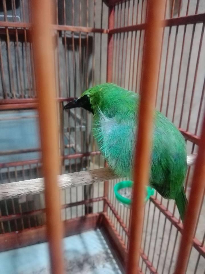 Atasi Cucak Ijo Bulunya Gembung Cara Gacor