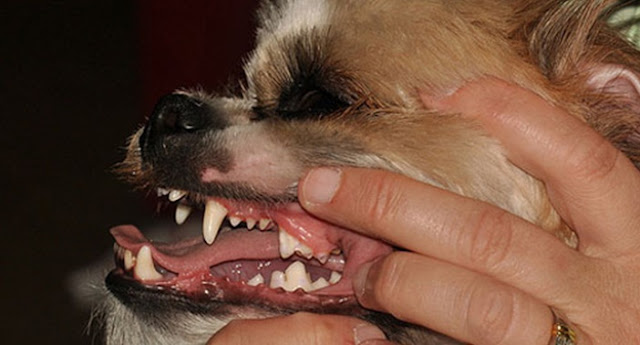 Como saber a idade do shih tzu(a maneira mais utilizada é pelos dentes)