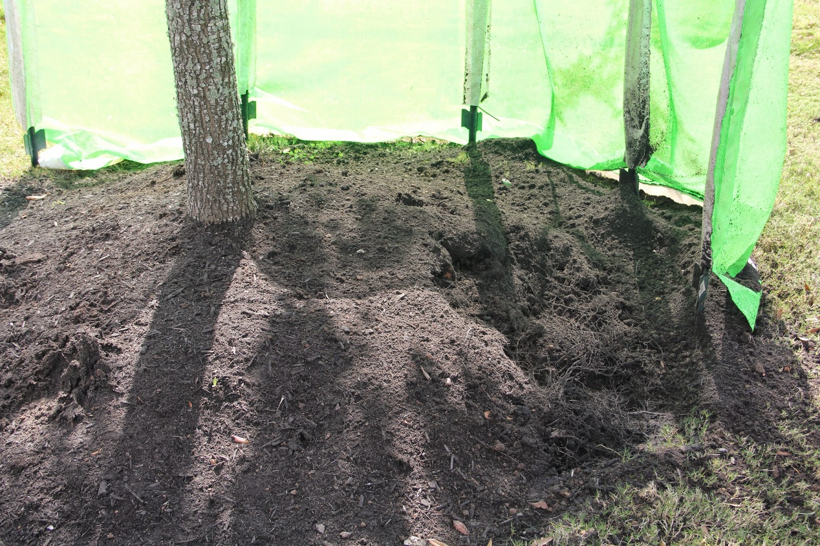 Golden Rule Soil Management Solutions Getting Rid of Volcano Mulch Mounds