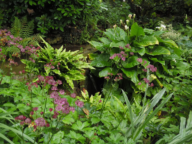 Water Garden, ogród w cieniu