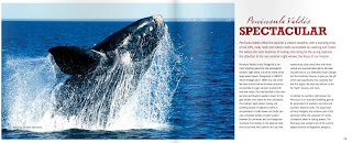  Salto de ballenas en Península Valdés 