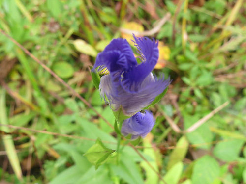 fringed gentian