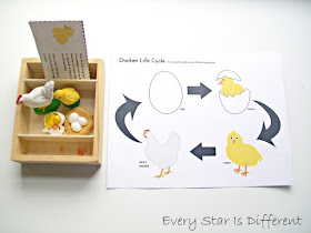 Life Cycle of a Chicken Activity with Printable