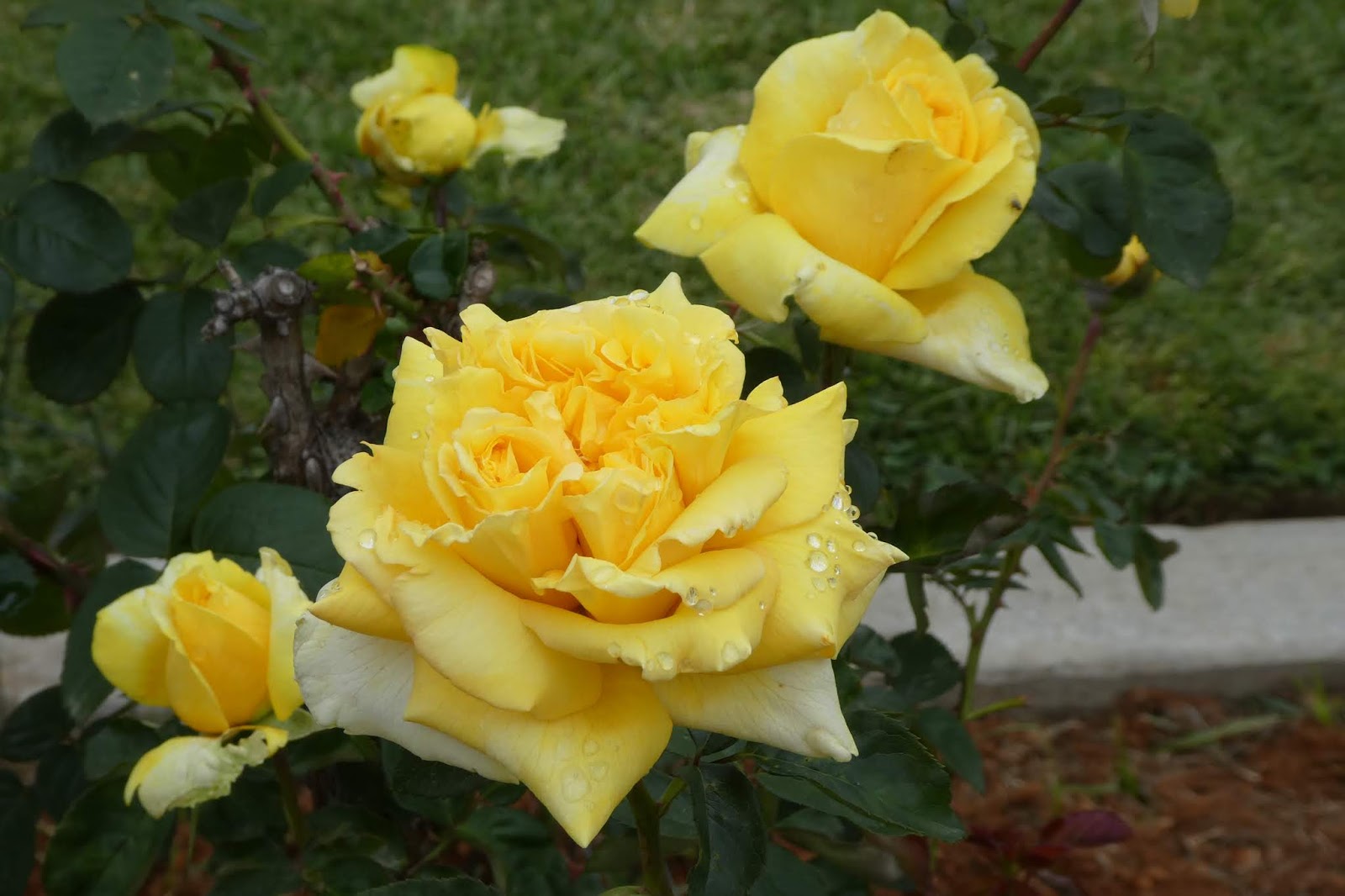 Why I Love To Garden: Gina Lollobrigida Hybrid tea rose