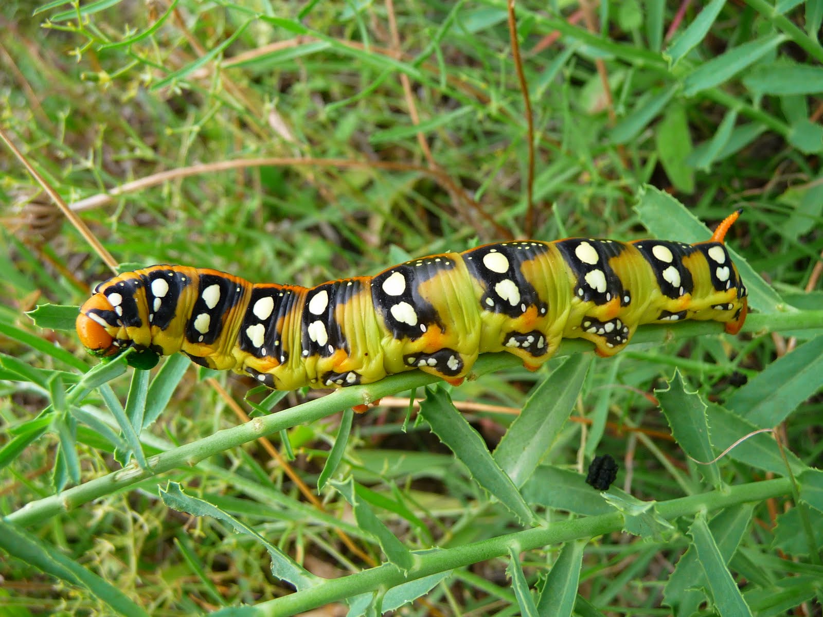 Les mystères de la faune et flore méditerranéenne La chenille du sphinx de l’euphorbe (Hyles