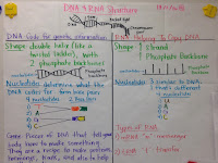 Dna And Rna Venn Diagram Dna And Rna Venn Diagram
