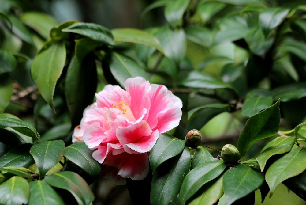 A photo, A thought............ Plant Comely camellias.............