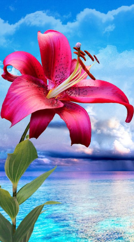 Unduh 55 Wallpaper Bunga For Android HD Paling Keren Unduh 55 Wallpaper Bunga For Android HD Paling Keren