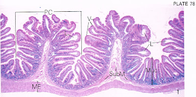 Jejunum Microscope Section