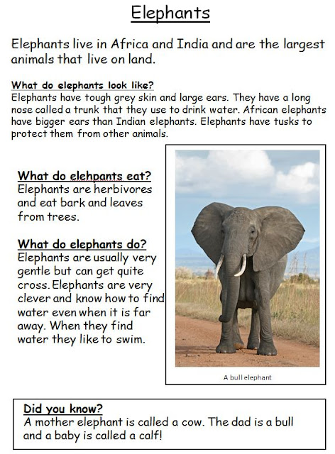 Room 2 Jedi Academy: Report Writing - Elephants