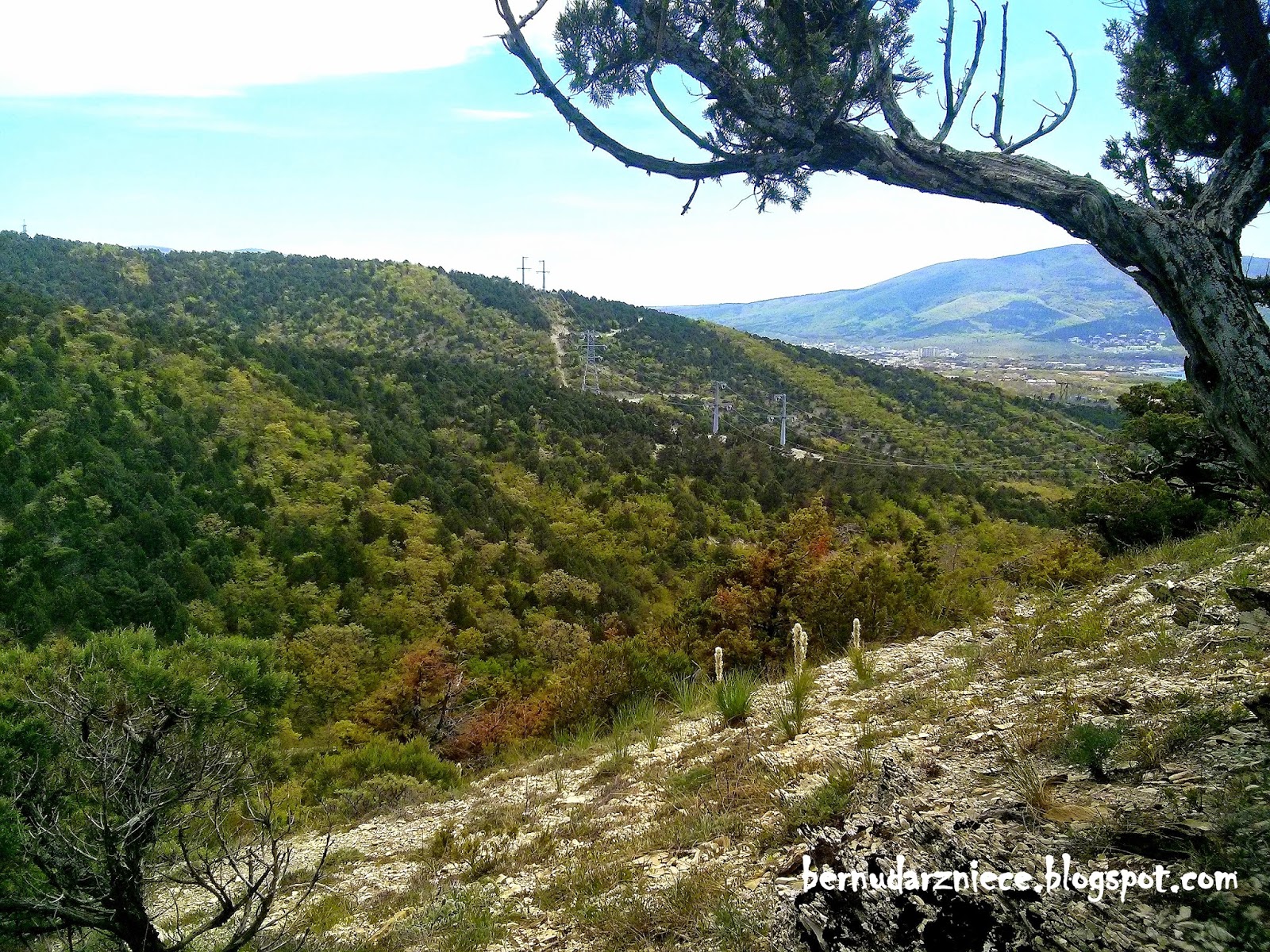 шесхарисское можжевеловое редколесье. можжевельник черноморского побережья. тропа к можжевеловой поляне ялта. шесхарисское можжевёловое редколесье. памятник природы в новороссийске.