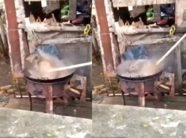 SHOCKING: Video Clip of a Dog Being Cooked Alive!