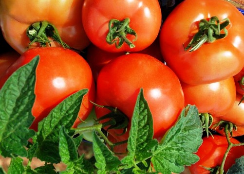 Sobe o preço do tomate na região