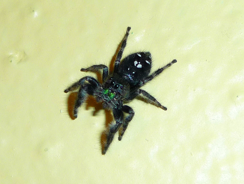 Spiders and me: House spiders