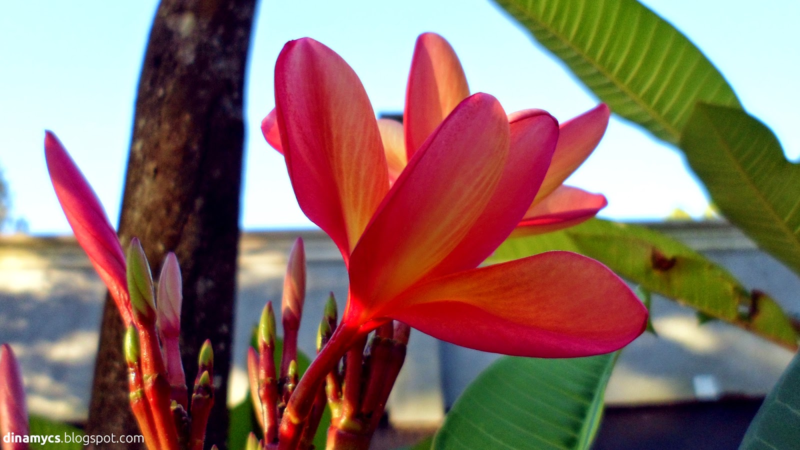 Jazmín magno pink flower background - flor rosada hd