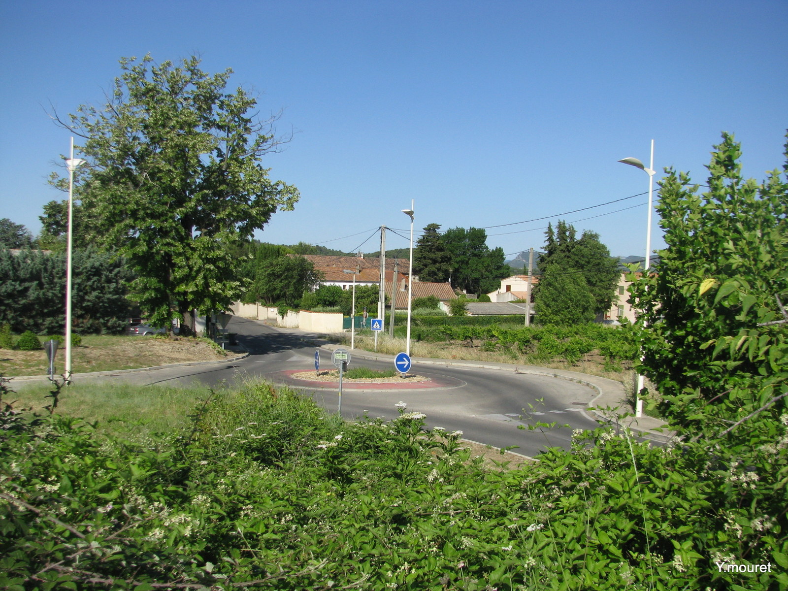 Papipacon Villevieille Le vieil arbre du
