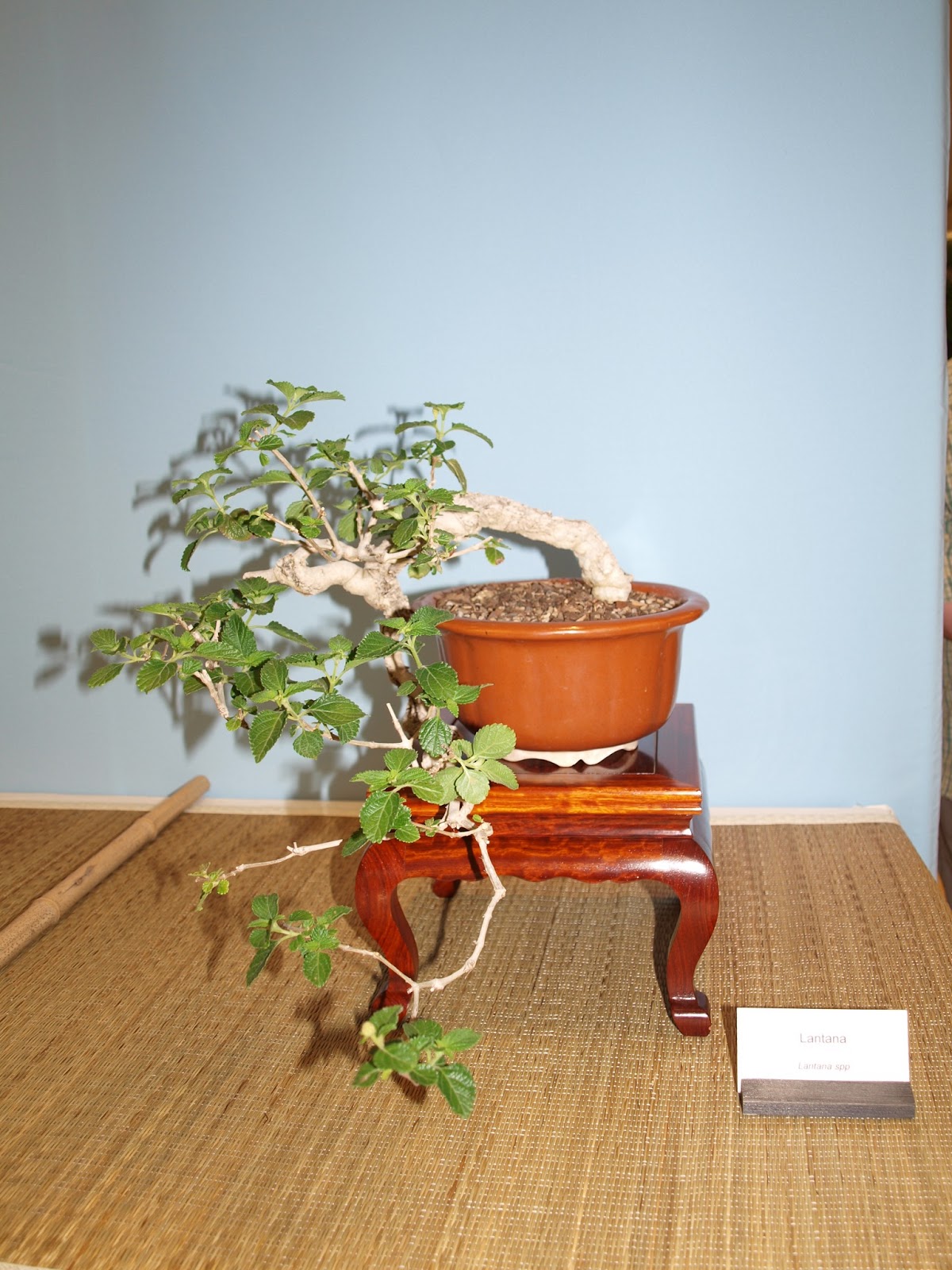 A Life Inspired by Nature Austin Bonsai Show