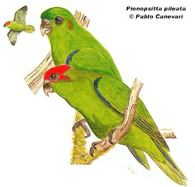 Red capped Parrot