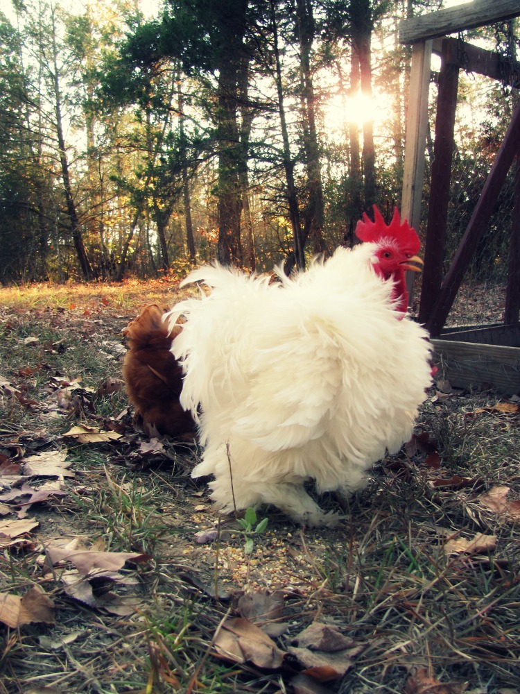 My Messy, Thrilling Life The Chickens Get New Digs