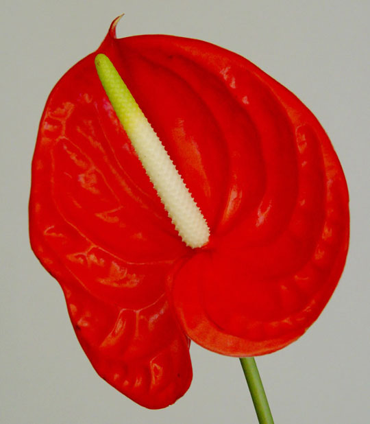 El Jardinero, plantas y flores Anthurium andraeanum