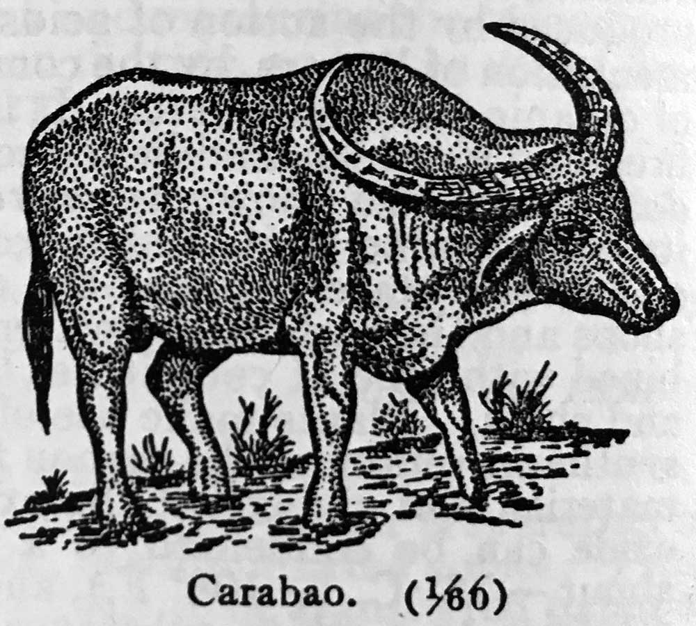 Daughter Number Three sters' Animals