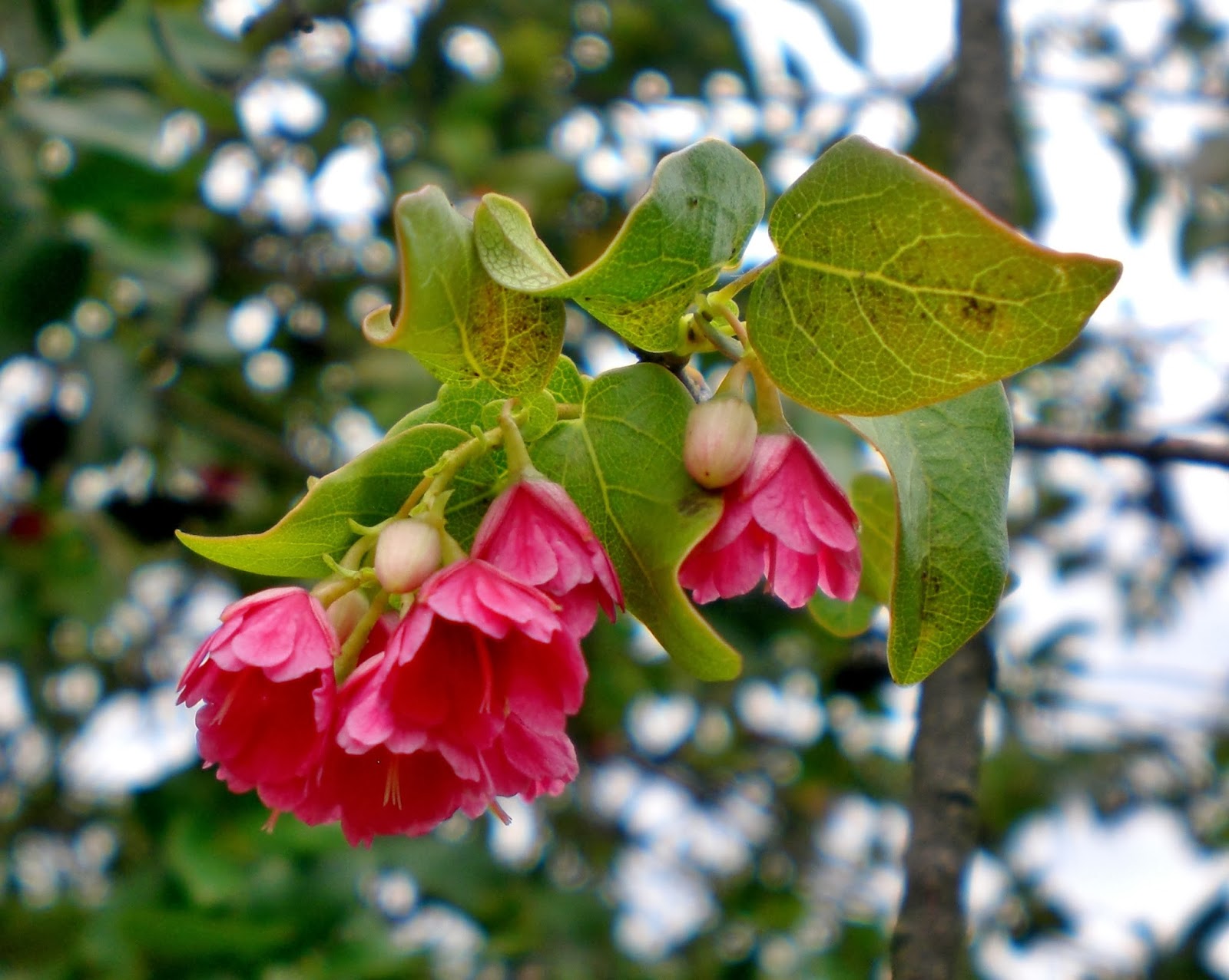 Vallea stipularis Flores colombia