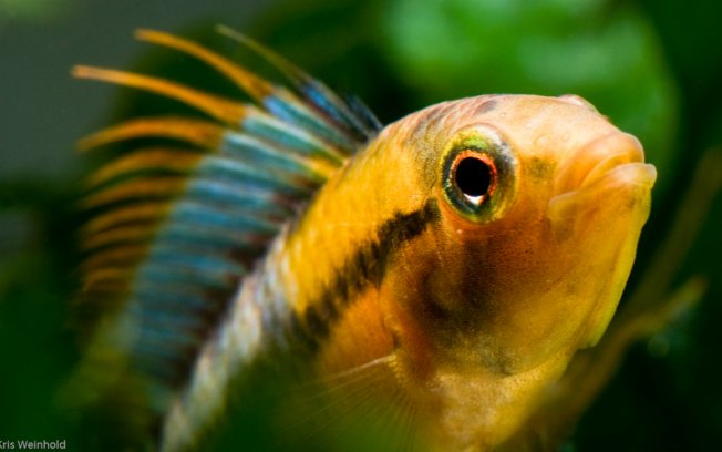 Apistogramma baensch uma das 257 espécies de peixes descobertas nos últimos 10 anos