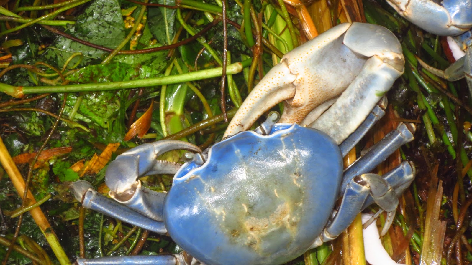 A SLICE OF MY COUNTRY LIFE CRAB HUNTING