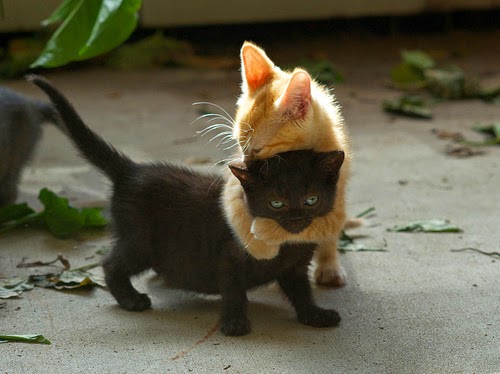 150 gambar kucing lucu dan imut termasuk anggora, persia, dan maine coon 150 gambar kucing lucu dan imut termasuk anggora, persia, dan maine coon